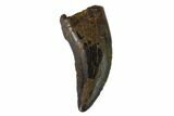 Theropod (Raptor) Tooth - Judith River Formation #133590-1